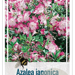 Rhododendron (AJ) 'Peggy Ann' 40-50 cm 10L