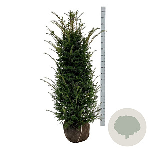 Taxus baccata 120-140 cm met kluit extra