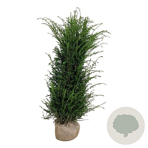 Taxus baccata 160-180 cm met kluit extra