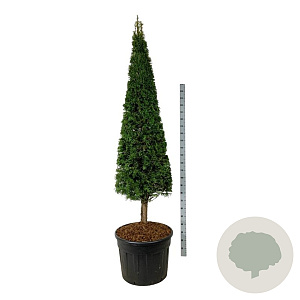 Taxus baccata 200-220 cm draadkluit rose
