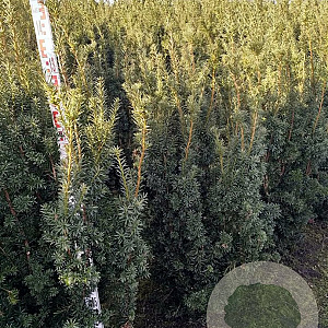 Taxus media 'Hicksii' 140-160 cm met kluit extra