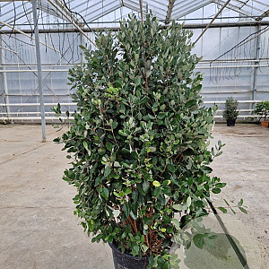 Acca sellowiana 125-150 cm 50L