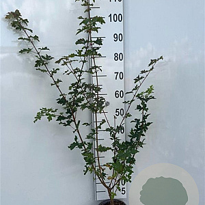 Acer campestre 80-100 cm 2,0L