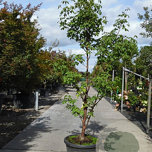 Acer griseum 175-200 cm container meerstammig