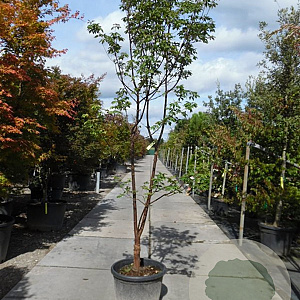 Acer griseum 175-200 cm container meerstammig