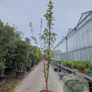 Acer griseum 300-350 cm container meerstammig