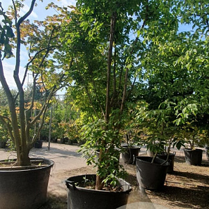 Acer griseum 300-350 cm container meerstammig
