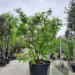 Acer palmatum 250-300 cm container meerstammig solitair