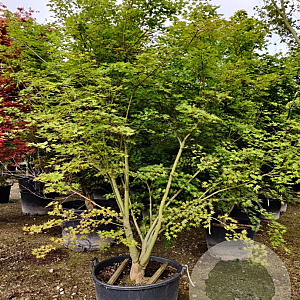 Acer palmatum 200-250 cm container solitair
