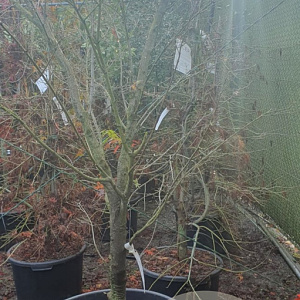 Acer palmatum 200-250 cm container solitair
