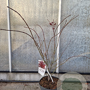 Acer pal. 'Atropurpureum' 60-70 cm 10L
