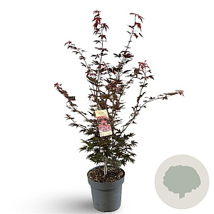 Acer pal. 'Atropurpureum' 100-125 cm 12L