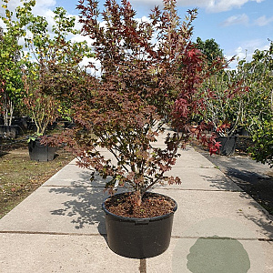 Acer pal. 'Atropurpureum' 160-180 cm cont. 90L solitair