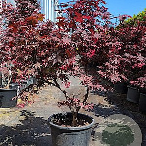 Acer pal. 'Bloodgood' 100-125 cm container meerstammig