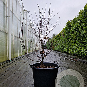 Acer pal. 'Bloodgood' 100-125 cm container meerstammig