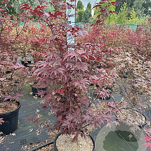 Acer pal. 'Bloodgood' 100-125 cm 30L