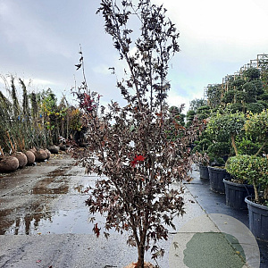 Acer pal. 'Bloodgood' 150-175 cm draadkluit