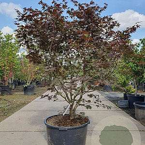 Acer pal. 'Bloodgood' 160-180 cm cont. 90L solitair