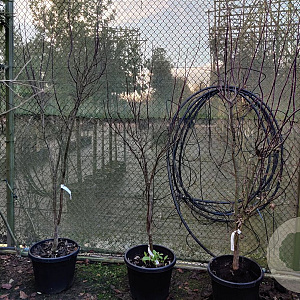 Acer pal. 'Bloodgood' 175-200 cm container meerstammig