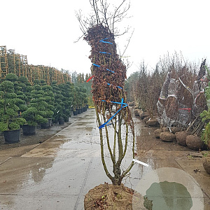 Acer pal. 'Bloodgood' 200-250 cm draadkluit meerstammig