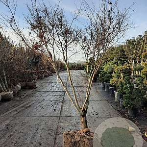 Acer pal. 'Bloodgood' 200-250 cm draadkluit meerstammig