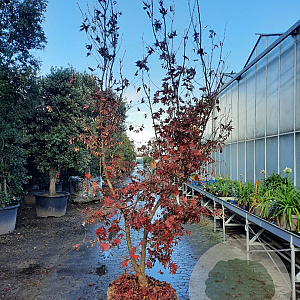 Acer pal. 'Bloodgood' 200-250 cm draadkluit solitair