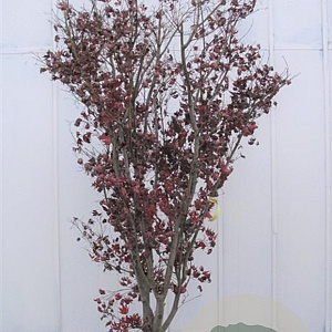 Acer pal. 'Bloodgood' 200-250 cm draadkluit solitair