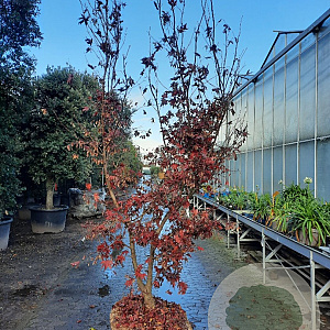 Acer pal. 'Bloodgood' 200-250 cm draadkluit solitair