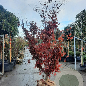 Acer pal. 'Bloodgood' 200-250 cm draadkluit solitair
