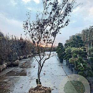 Acer pal. 'Bloodgood' 250-300 cm draadkluit meerstammig solitair