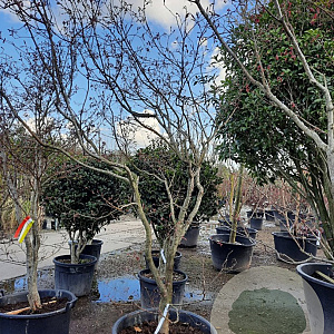 Acer pal. 'Bloodgood' 250-300 cm draadkluit solitair