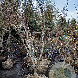 Acer pal. 'Bloodgood' 250-300 cm draadkluit solitair