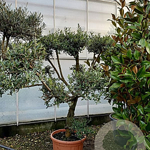 Acer pal. 'Bloodgood' 250-300 cm draadkluit solitair