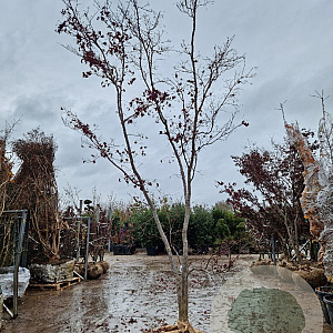 Acer pal. 'Bloodgood' 350-400 cm draadkluit meerstammig