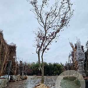 Acer pal. 'Bloodgood' 450-500 cm draadkluit solitair 3-5 tak