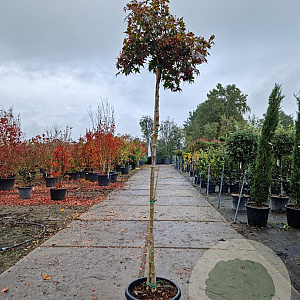Acer pal. 'Bloodgood' 180 cm stam container 8-10
