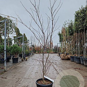 Acer pal. 'Fireglow' 125-150 cm 15L