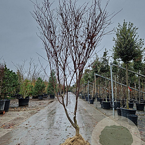 Acer pal. 'Fireglow' 175-200 cm draadkluit meerstammig solitair