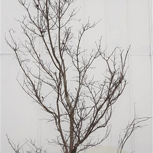 Acer pal. 'Fireglow' 200-250 cm draadkluit solitair