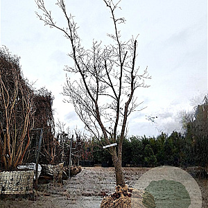 Acer pal. 'Fireglow' 250-300 cm draadkluit solitair