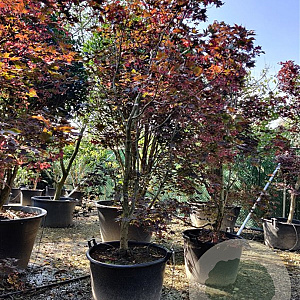 Acer pal. 'Fireglow' 300-350 cm container solitair meerstammig