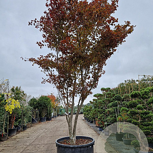 Acer pal. 'Fireglow' 450-500 cm container meerstammig
