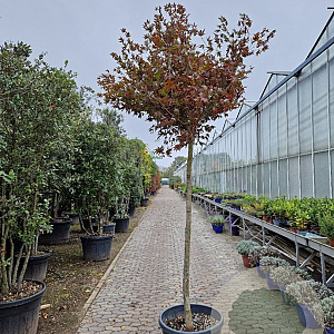 Acer pal. 'Fireglow' 180 cm stam container 14-16