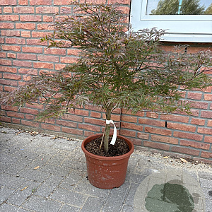 Acer pal. 'Garnet' 60-80 cm 15L