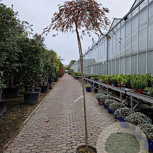 Acer pal. 'Garnet' 100 cm stam container kroon 80-100