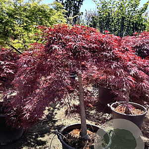 Acer pal. 'Garnet' 100 cm stam container kroon 100-125