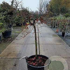 Acer pal. 'Garnet' 100 cm stam container kroon 100-125
