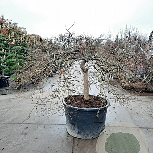 Acer pal. 'Garnet' 70 cm stam container kroon 150-200