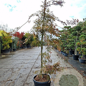 Acer pal. 'Garnet' 175-200 cm 45L
