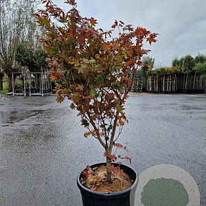 Acer pal. 'Osakazuki' 100-125 cm container